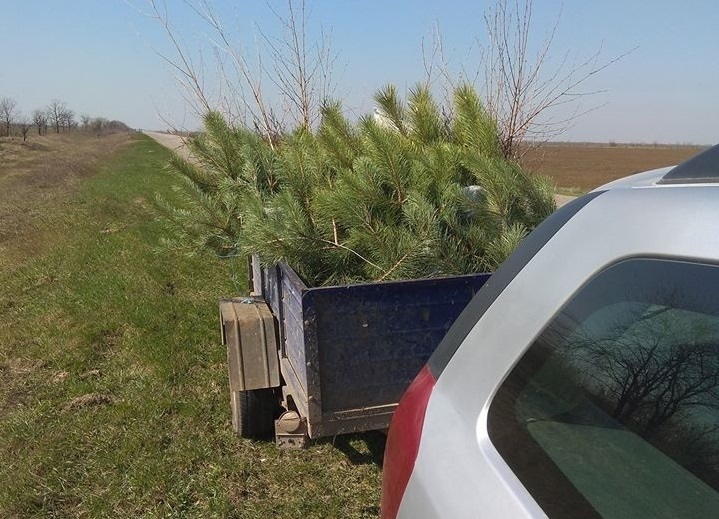 Саджанці підготували до транспортування, щоб не зашкодити кореневій системі