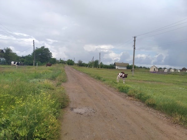 Типовий пейзаж з коровами