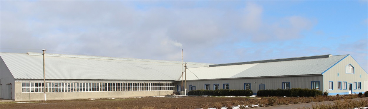 Молочно-тваринницька ферма в ТОВ “Світанок”
