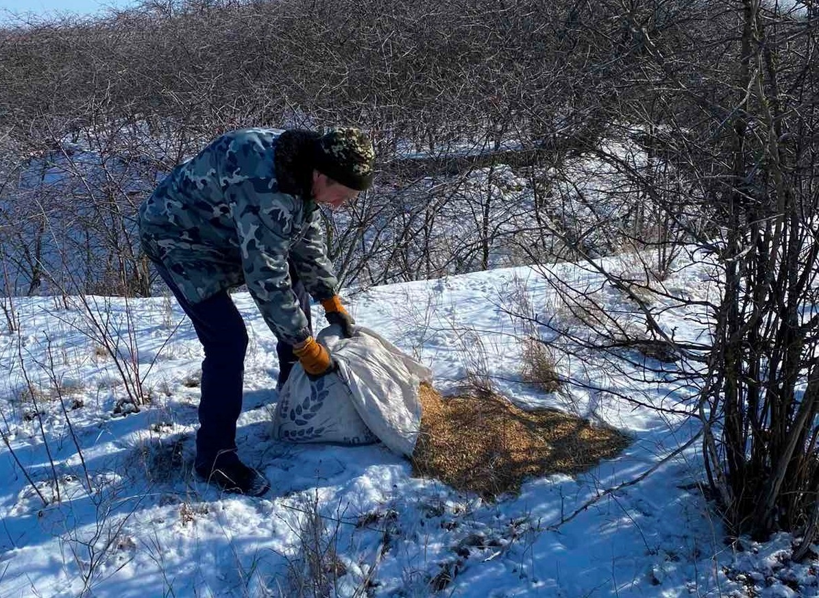 Для фазанів взимку небезпечний не холод, а сніг та ожеледиця