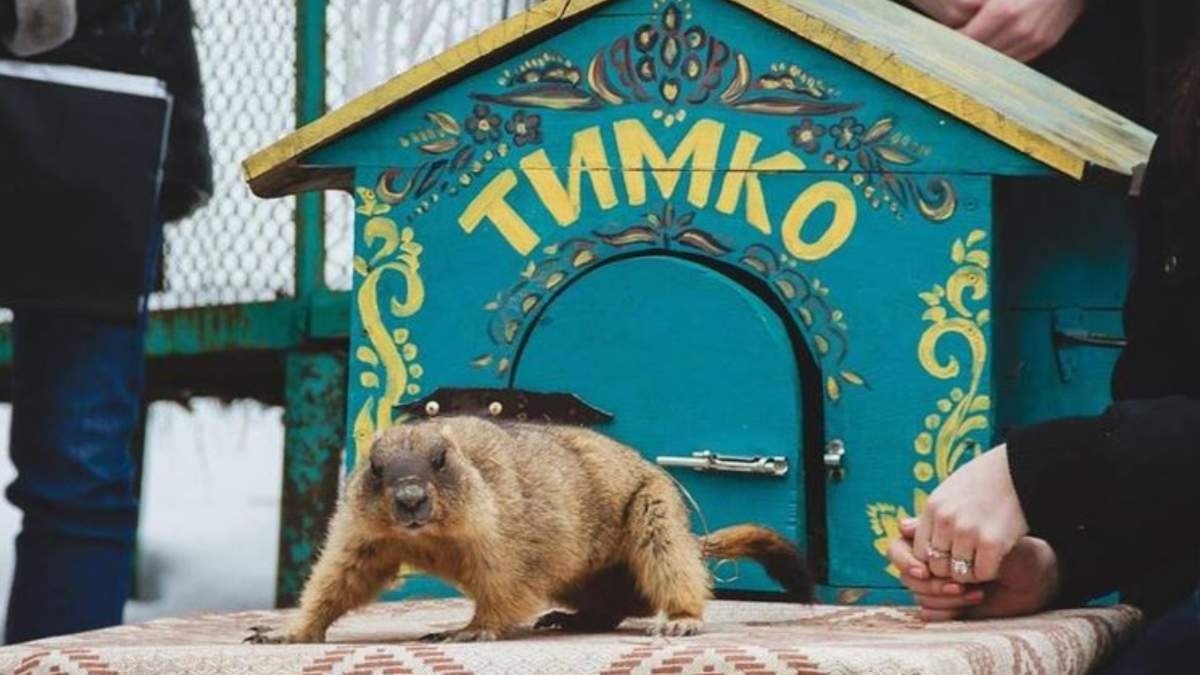 Тимко проснувся