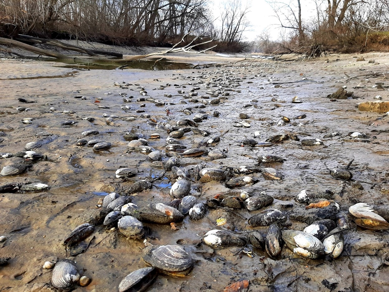 Через падіння рівня води масова гинуть водні біоресурси