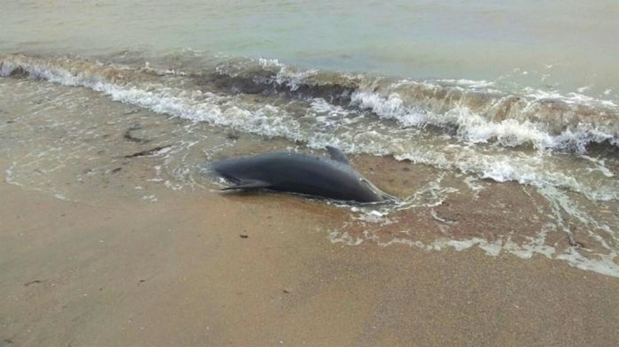 Масова загибель дельфінів у Чорному морі внаслідок бойових дій