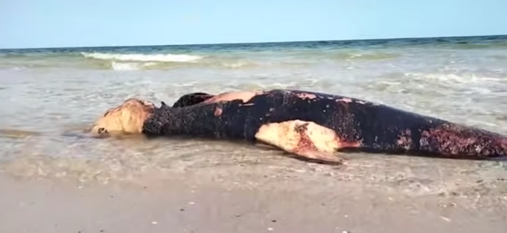 Мертві дельфіни на узбережжі Чорного моря. Скріншот