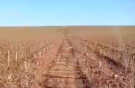 Вовки, що були помічені у виноградниках Бахчисарайського району. Фото: “Голос Криму”