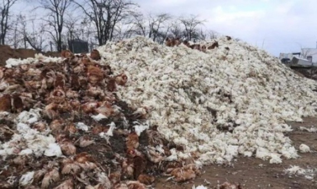 У Чорнобаївці Херсонської області на птахофабриці загинуло 4 млн курей. Фото: kherson.gp.gov.ua/ua