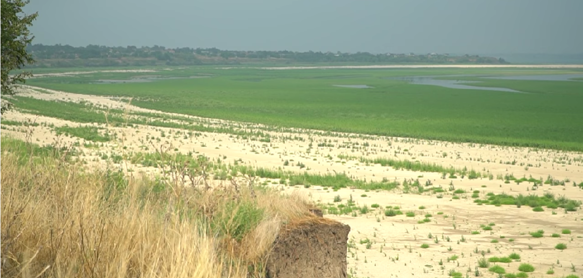 Дно Каховського водосховища почало заростати рослинністю. Фото: Суспільне Запоріжжя