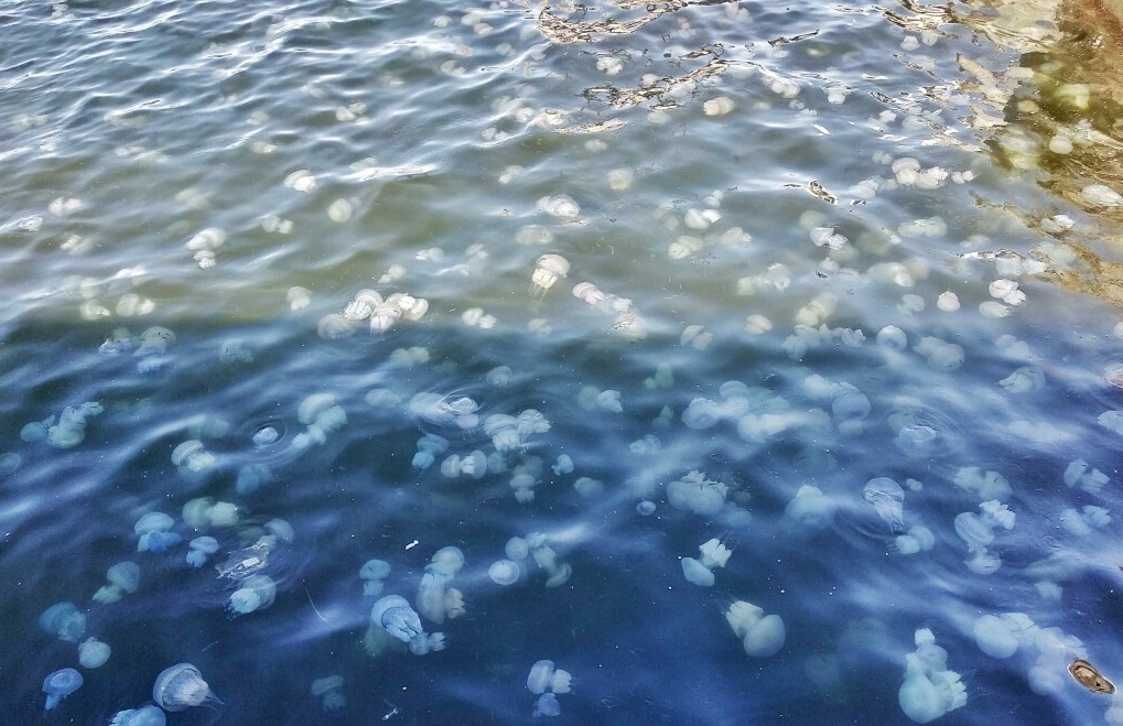 Медузи в акваторії Чорного моря в районі Одеського порту. Фото: golos.ua
