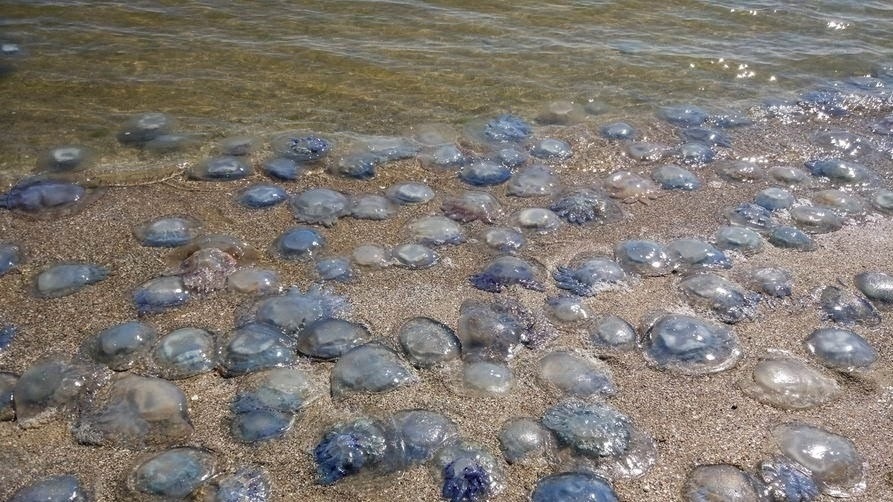 Чорноморські медузи дуже полюбляють теплу воду. Тож корнероти, масово прямують до берегової лінії