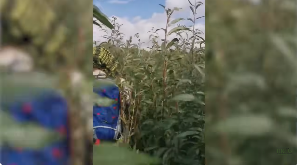 Дно Каховського водосховища почало заростати вербами і тополями