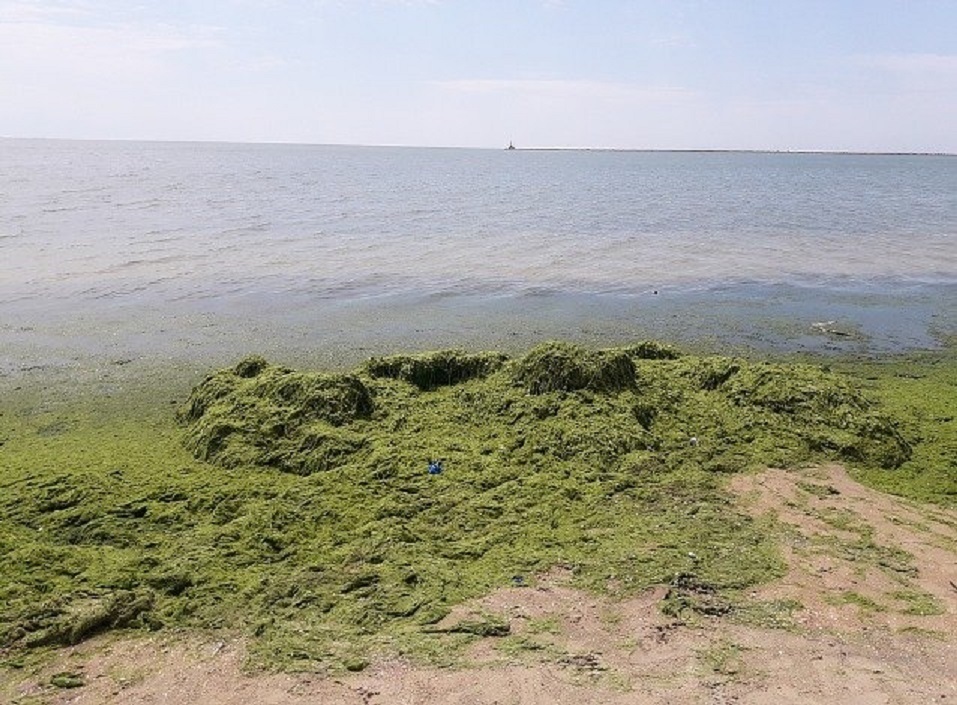 Вода в Азовському морі перетворилася на зелену рідину внаслідок «цвітіння» фітопланктону. Фото: ПроБердянськ
