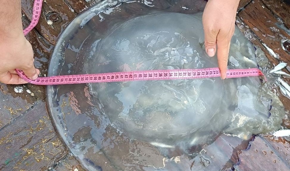 Медуза коренерот — найбільша медуза Азовського моря