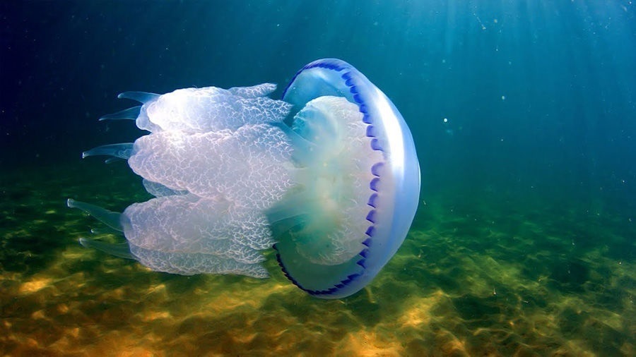 Rhizostoma pulmo (Коренерот)