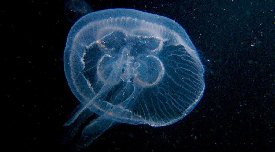 Aurelia aurita (Аурелія вухата)