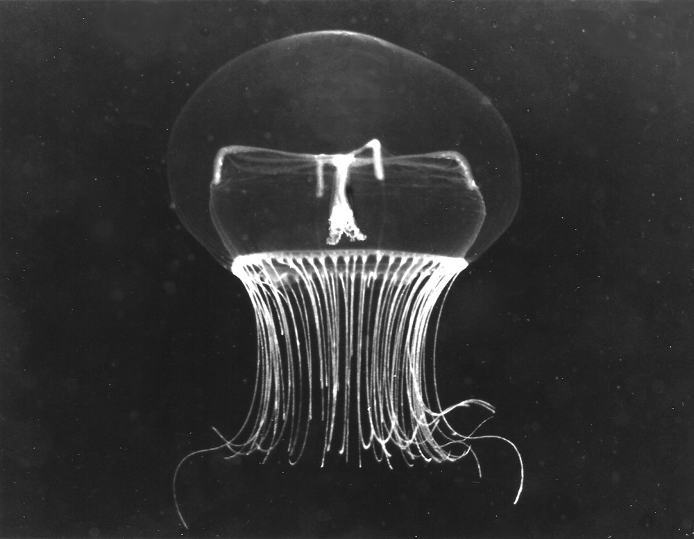 Blackfordia virginica (Блекфордія віргінська)