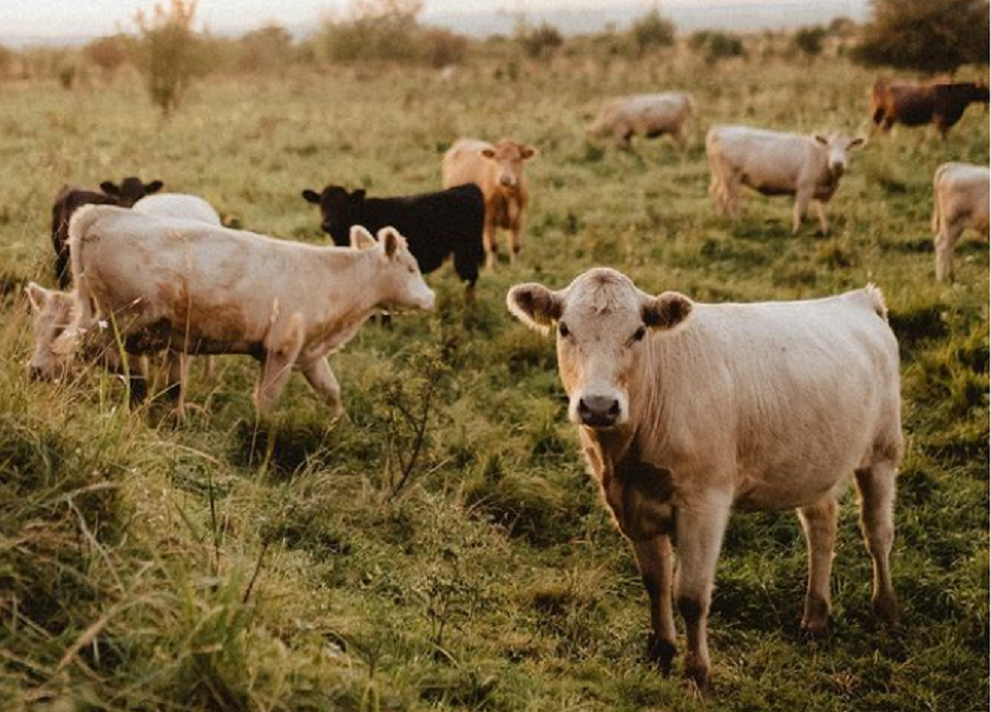 “Еко-Ранчо Сабадаш”. Фото: instagram.com/eco_farm_sabadash