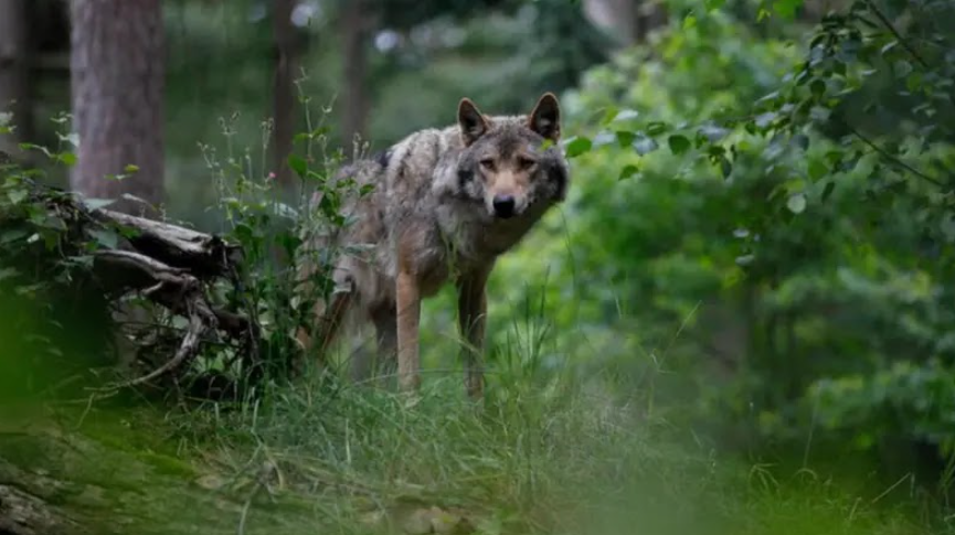 Вовк (Canis lupus) є одним із найбільших хижаків, поширених в Україні 