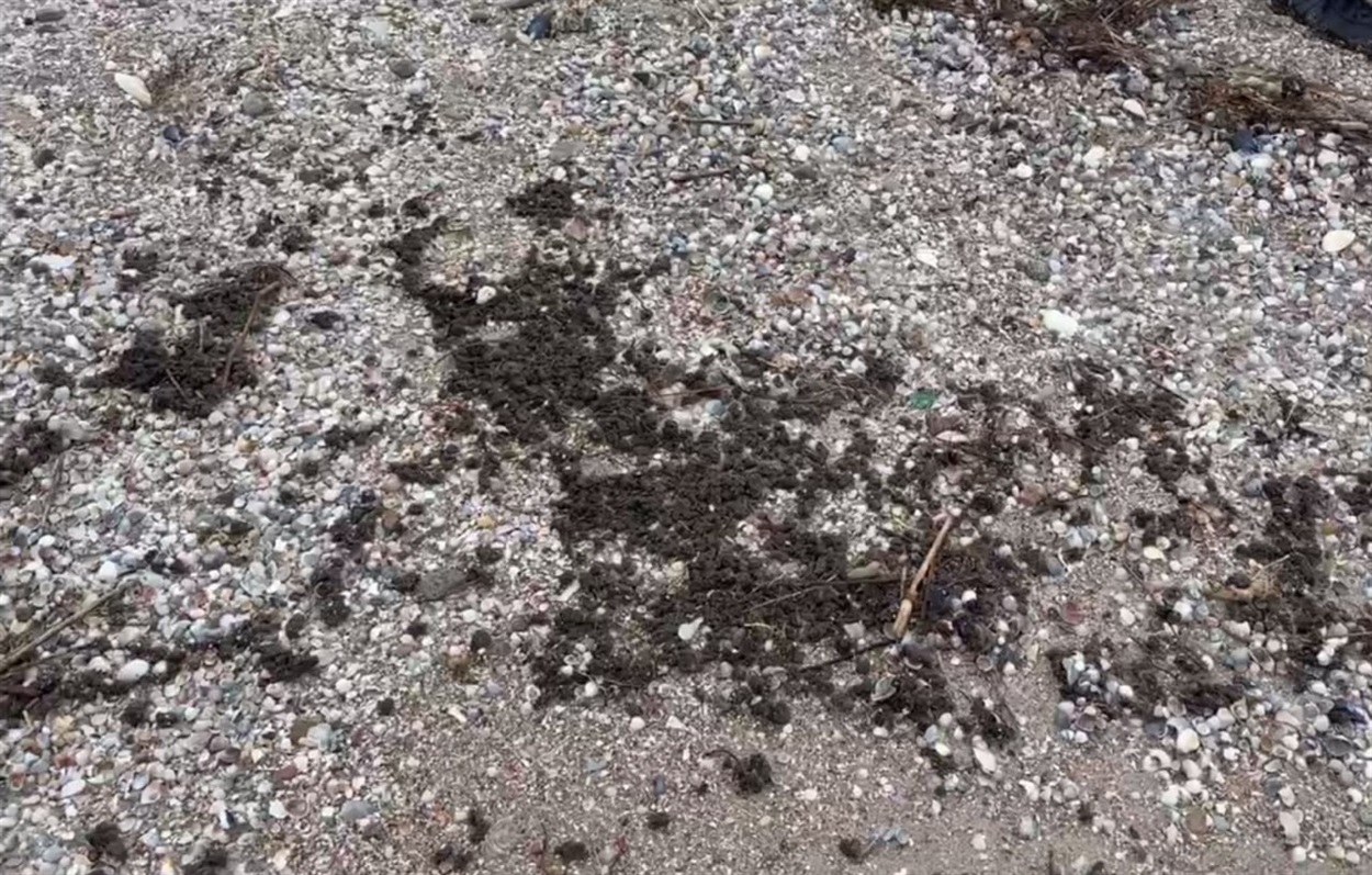 Азовське узбережжя вкрите мазутом і безліччю загиблих молюсків. Фото з соціальних мереж