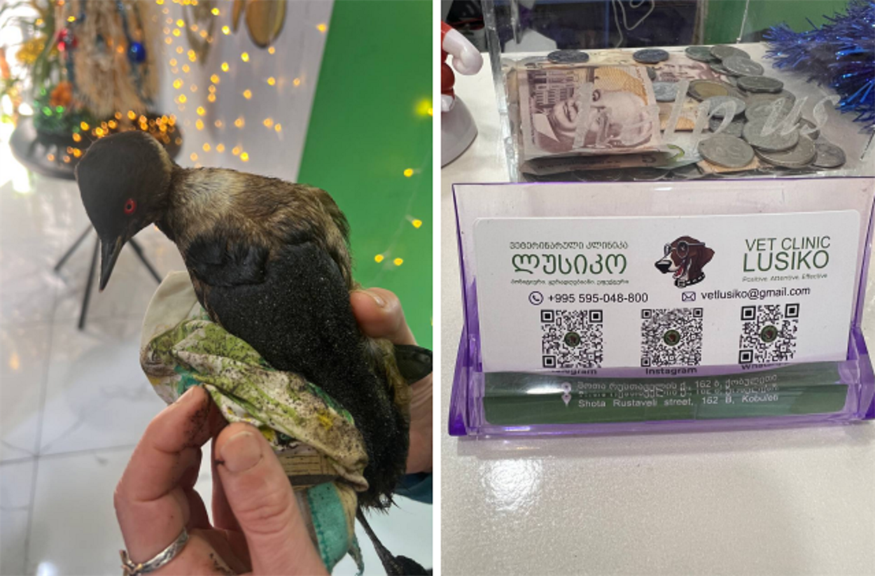 Перша врятована пташка у ветеринарній клініці “Люсіко”. Фото: Telegram-канал t.me/sosbird_ge