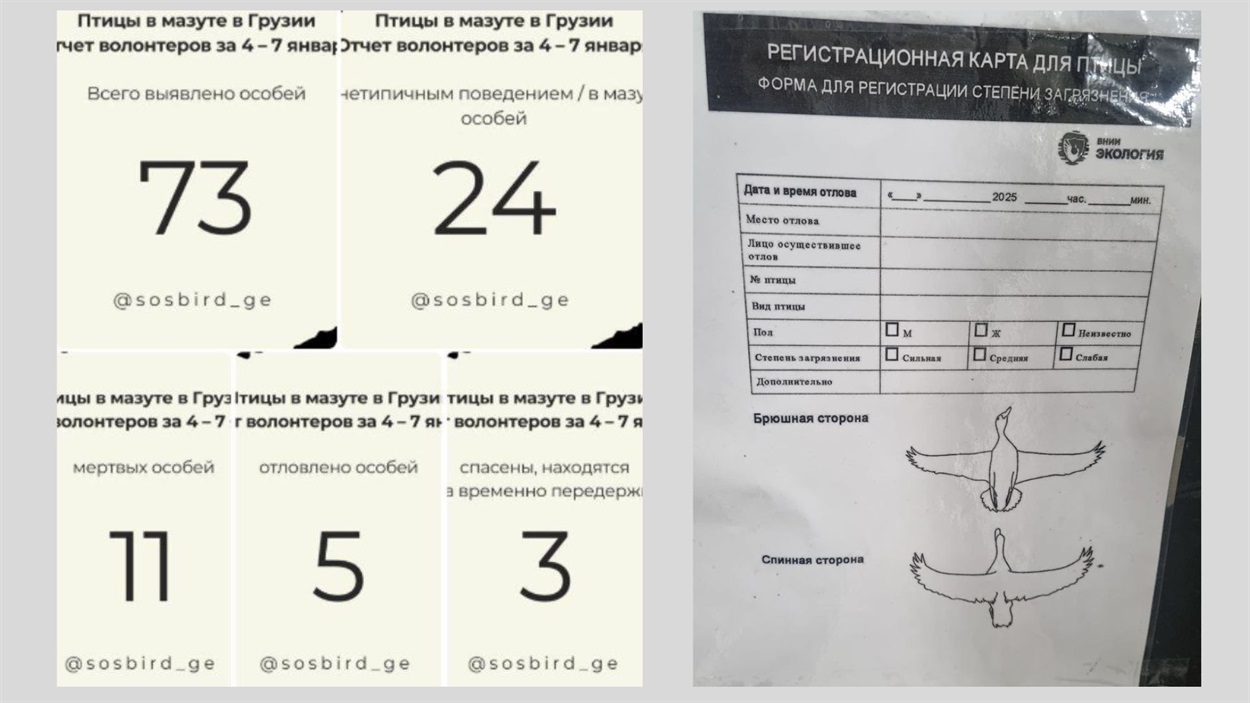 Екоактивісти проводять облік і ведуть реєстраційні картки огляду забруднених птахів. Скриншот: Telegram-канал t.me/sosbird_ge