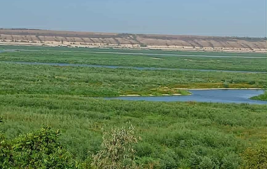 Колишнє Каховське водосховище після підриву ГЕС — тепер густий ліс.  Фото із соцмереж
