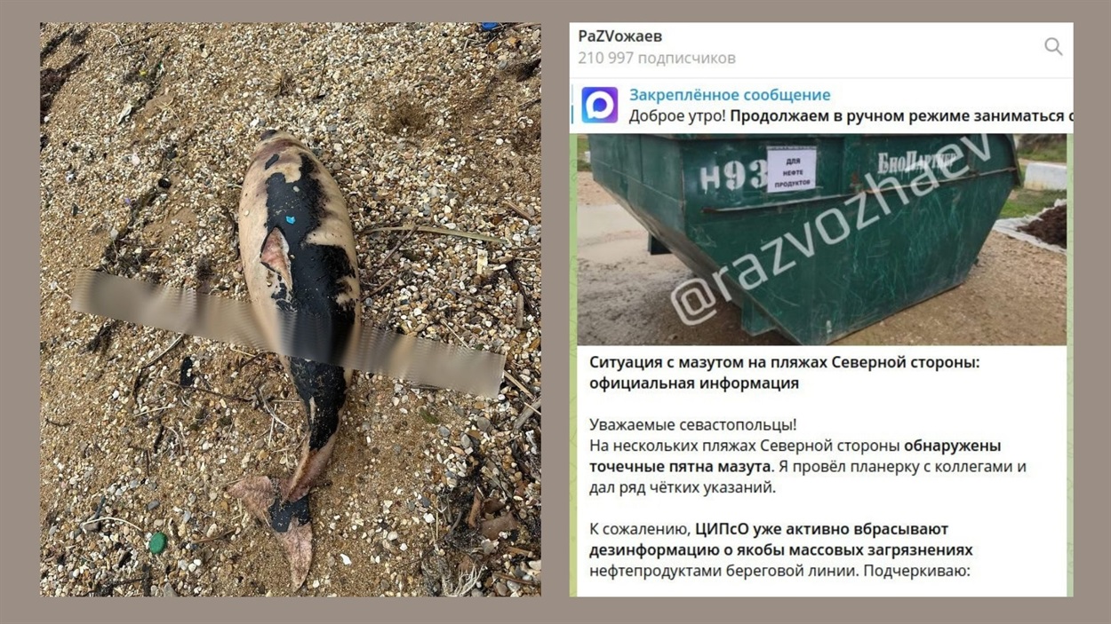 1 – У Севастополі на пляж Учкуївка викинуло мертвого дельфіна, тварина вся у мазуті. Жовтень 2025 року. Фото з соцмереж. 2 – Скриншот з Телеграм-каналу губернатора Севастополя Михайла Развожаєва. Жовтень 2025 року