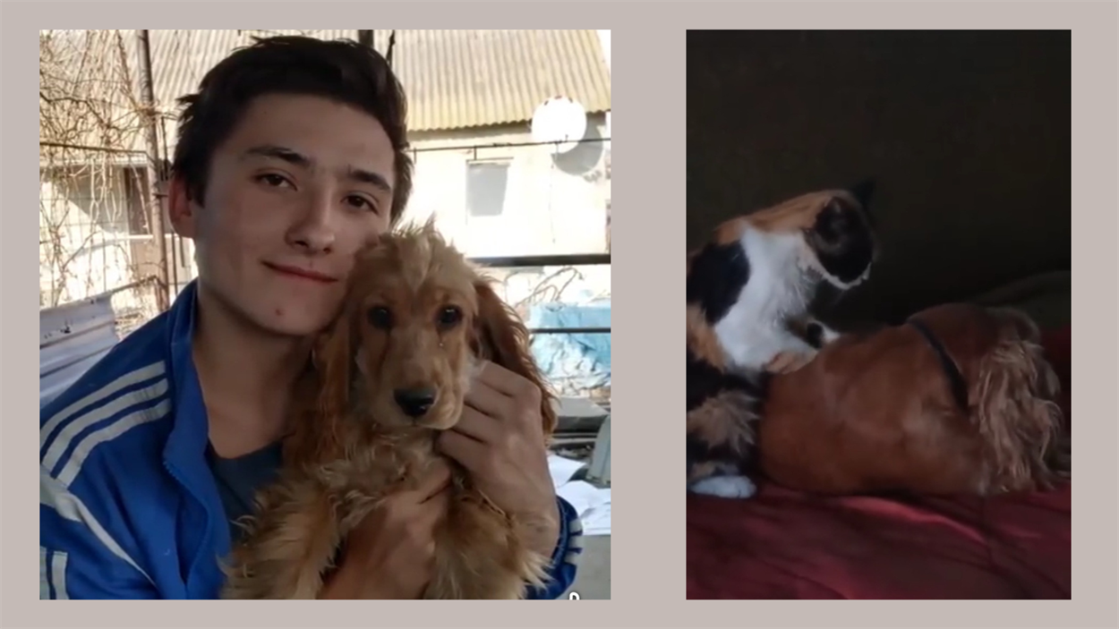 Улюблениця родини Павліченко — кокер-спаніель Санта
