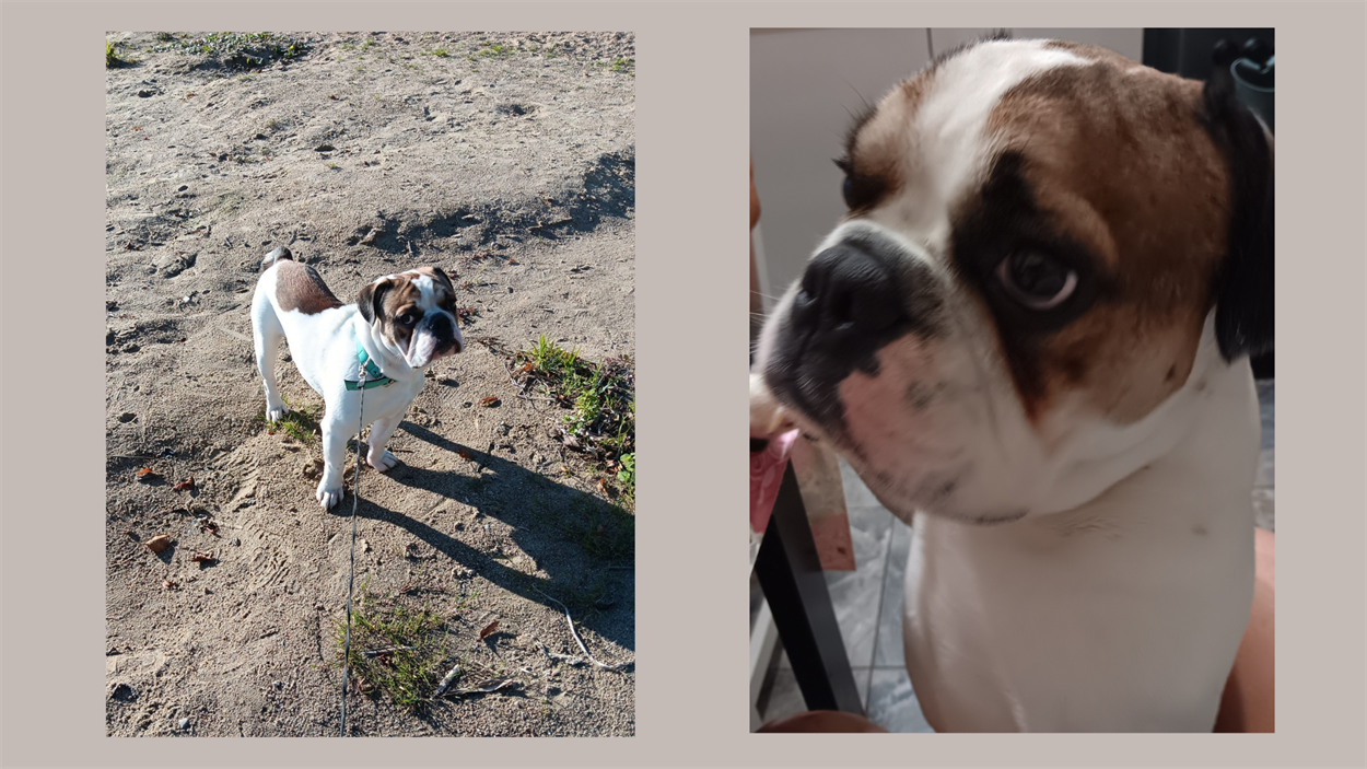 Тітас — антистрес для всієї родини
