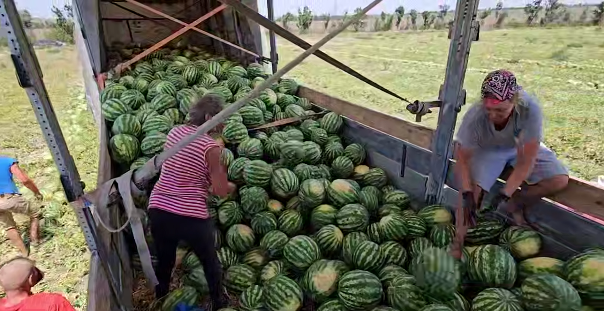 Аграрії Херсонщини зібрали 264 тисячі тонн урожаю і засіяли понад 106 тисяч гектарів озимих
