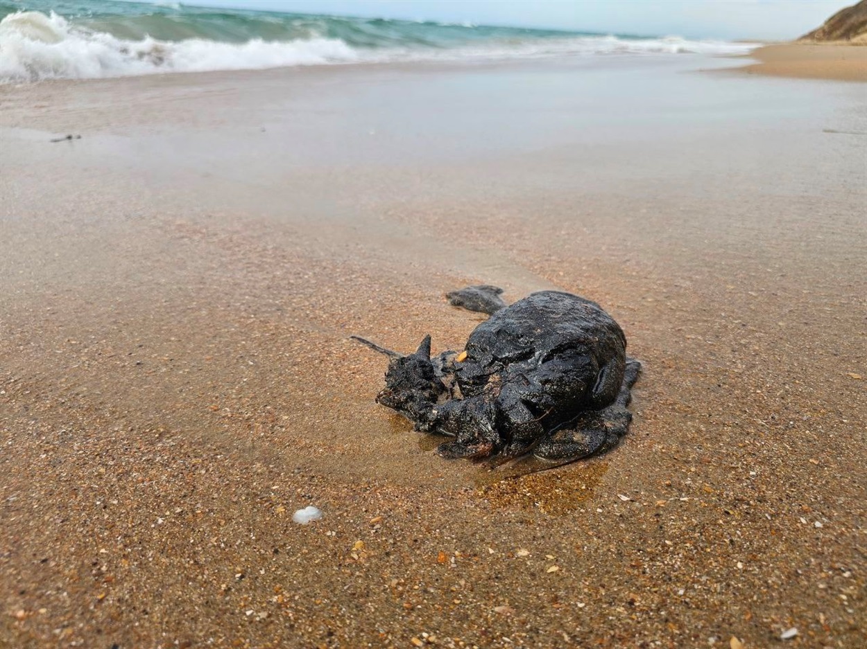 Забруднених мазутом птахів викидає на пляжі Краснодарського краю. 24.10.2025. Фото: соціальні мережі