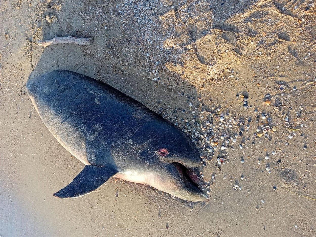 На пляжі, неподалік Анапи, море викинуло мертвого дельфіна вкритого мазутом. 05.11.2025. Фото: соціальні мережі