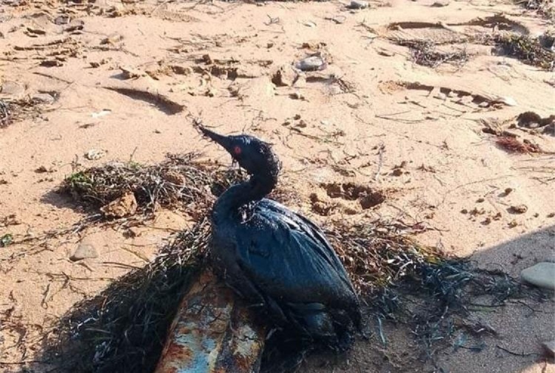 Птах в мазуті на узбережжі Чорного моря. 23.11.2025. Фото: соціальні мережі