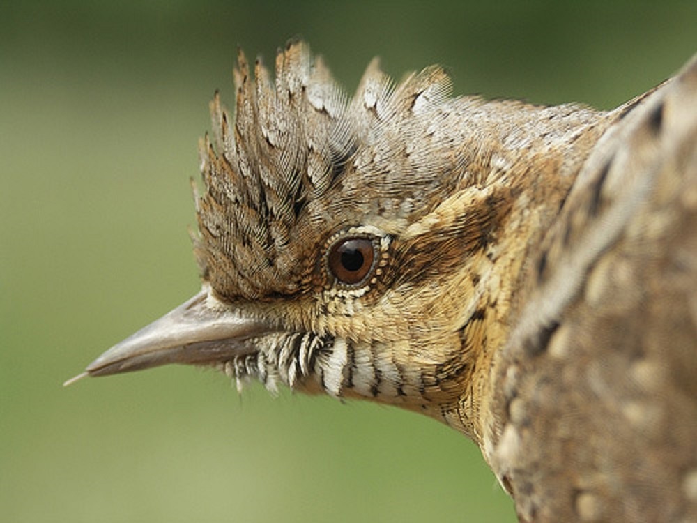 Крутиголовка — птах року, а учні Нижньосірогозького ліцею — серед найкращих юних авторів Херсонщини