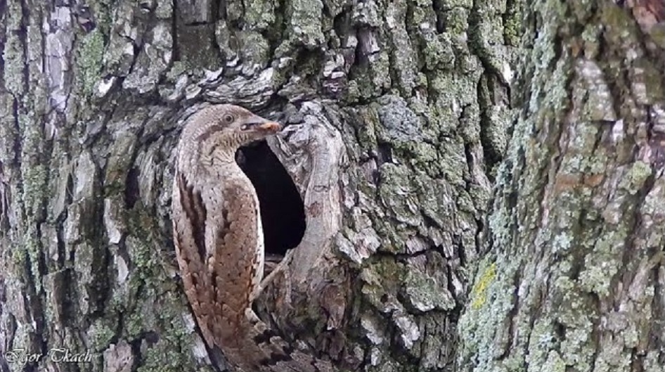Крутиголовка — птах року, а учні Нижньосірогозького ліцею — серед найкращих юних авторів Херсонщини
