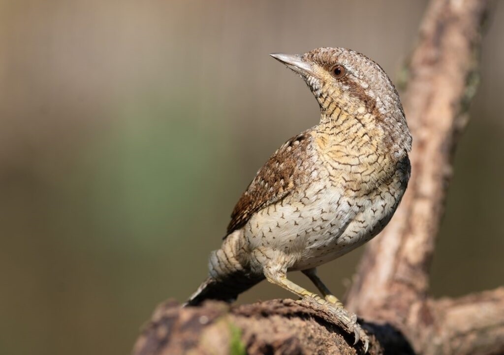Крутиголовка — птах року, а учні Нижньосірогозького ліцею — серед найкращих юних авторів Херсонщини