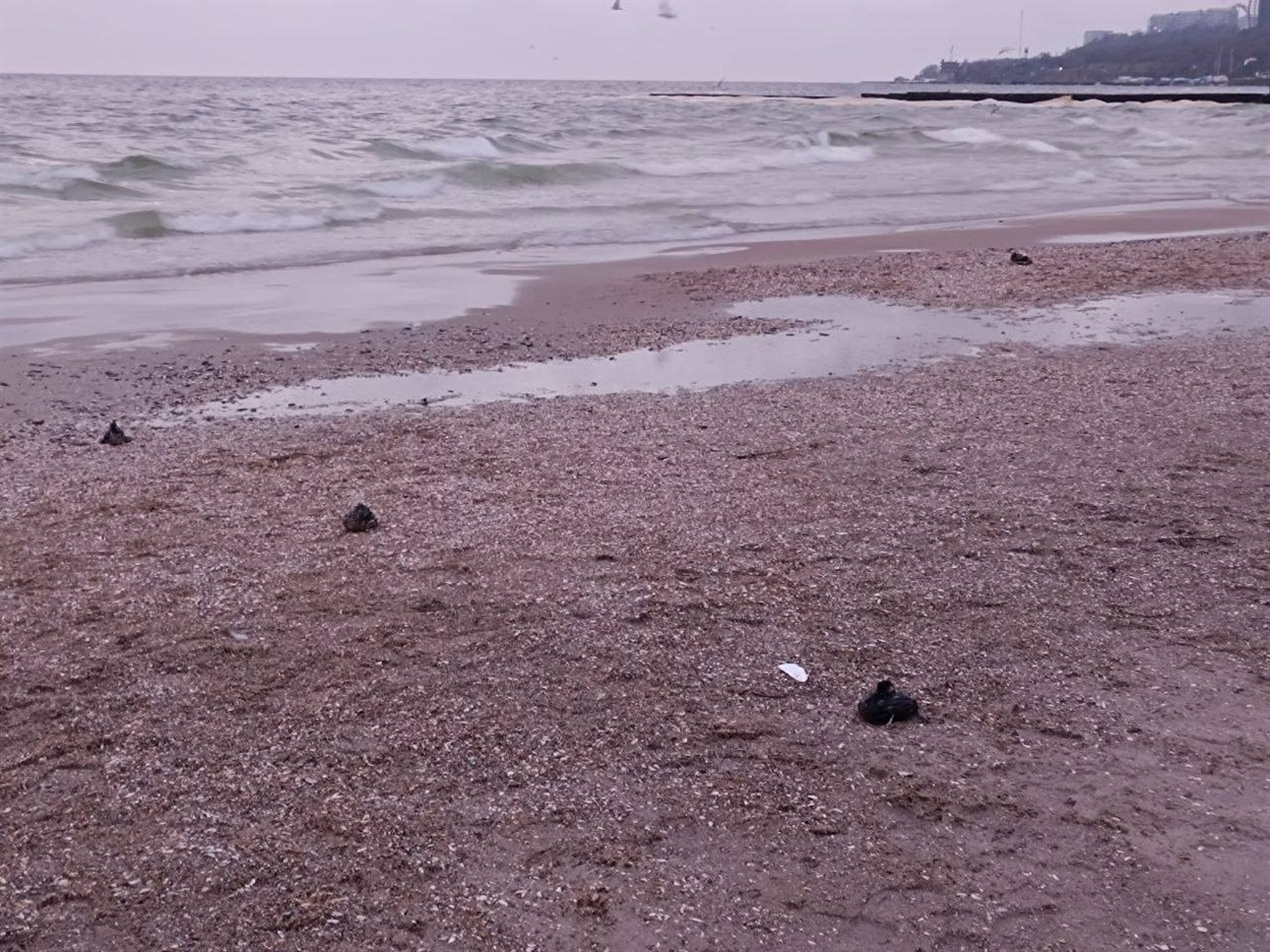 “На березі — десятки загиблих птахів, переважно пірникоза мала”, — розповідає еколог Владислав Балінський. Фото: Balinskyy Vladislav / Facebook