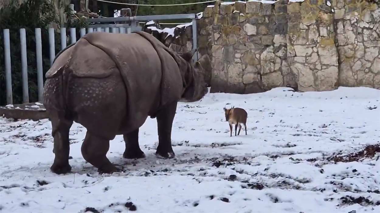 Мунтжак і самка носорога Маруся. Скриншот: відео Вроцлавський зоопарк