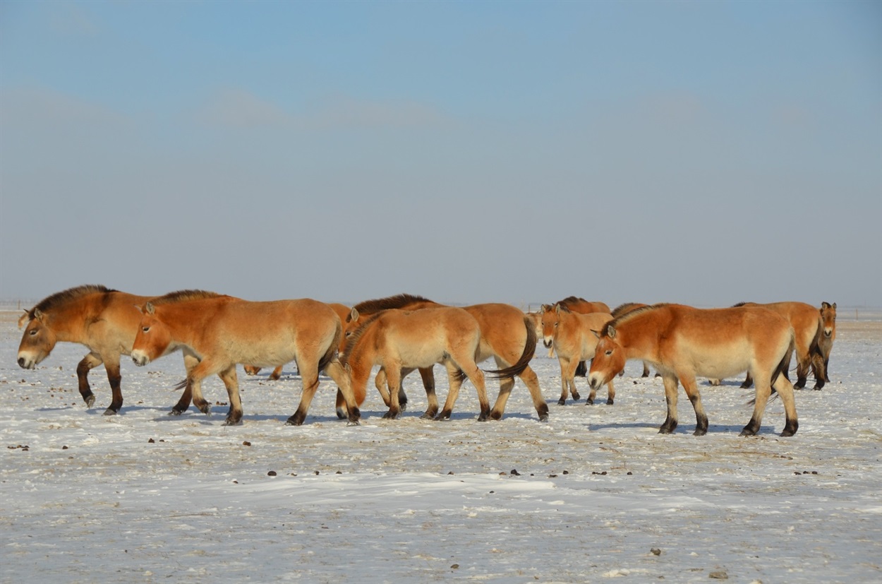 Після дощу на морозі утворюється фірн — тверда крижана кірка, що унеможливлює доступ копитних до корму й призводить до швидкого виснаження тварин. З ним не можуть впоратися навіть коні Пржевальського. Віктор Гавриленко / особистий архів 