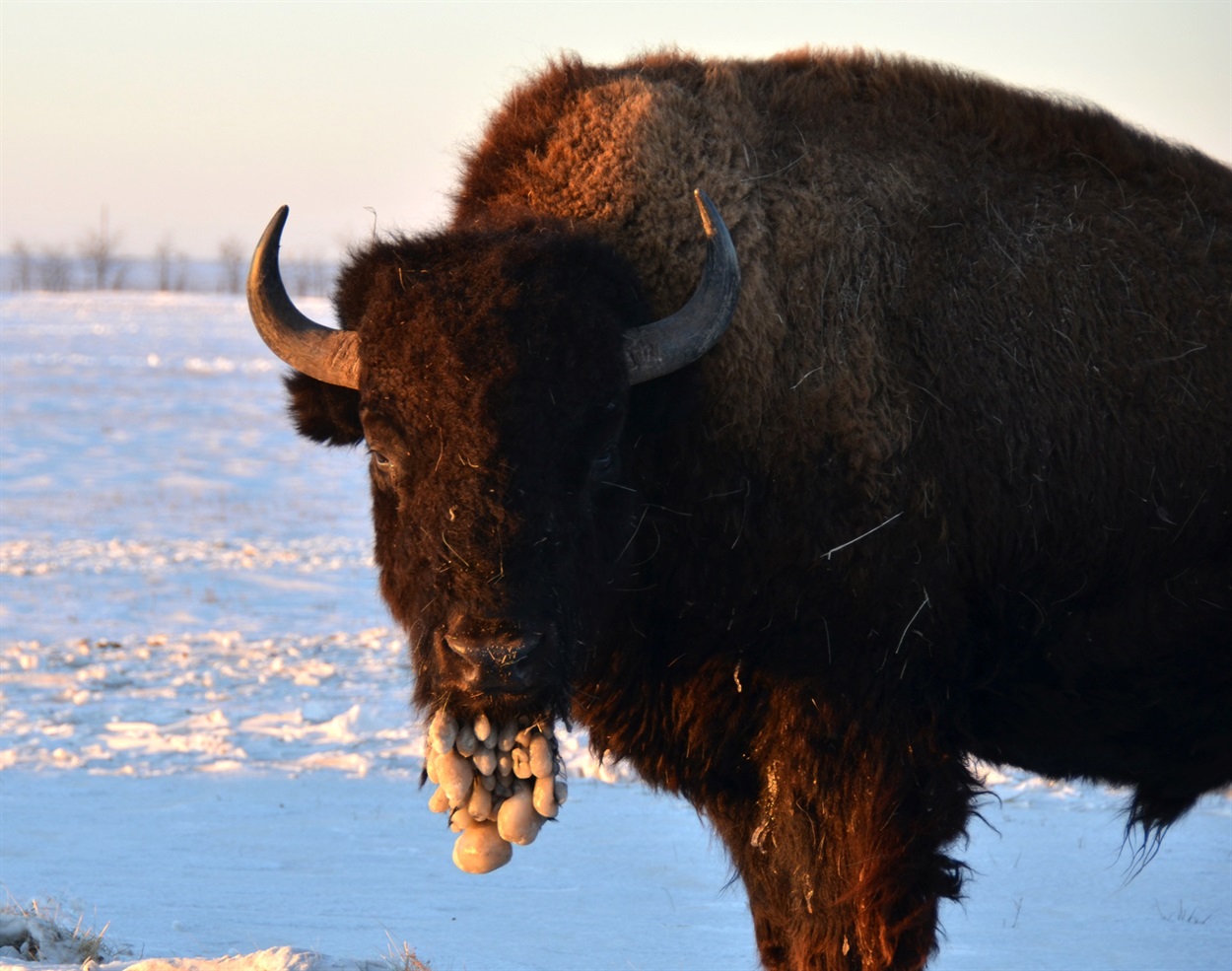 Обмерзла борода бізона вказує на дуже сильний мороз. Віктор Гавриленко / особистий архів 