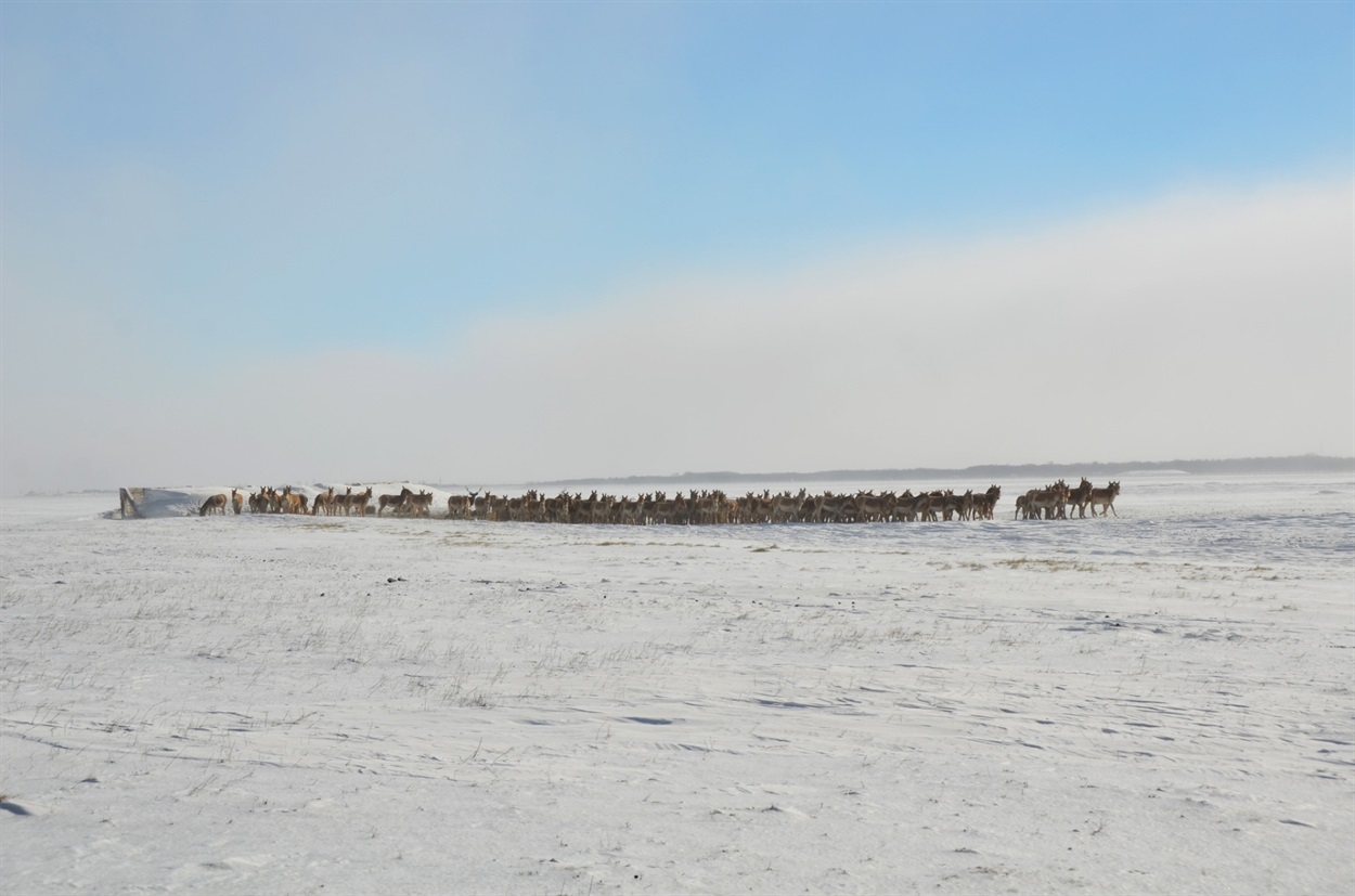 Кулани туркменські біля заметеної снігом тимчасової захисної споруди. Віктор Гавриленко / особистий архів 