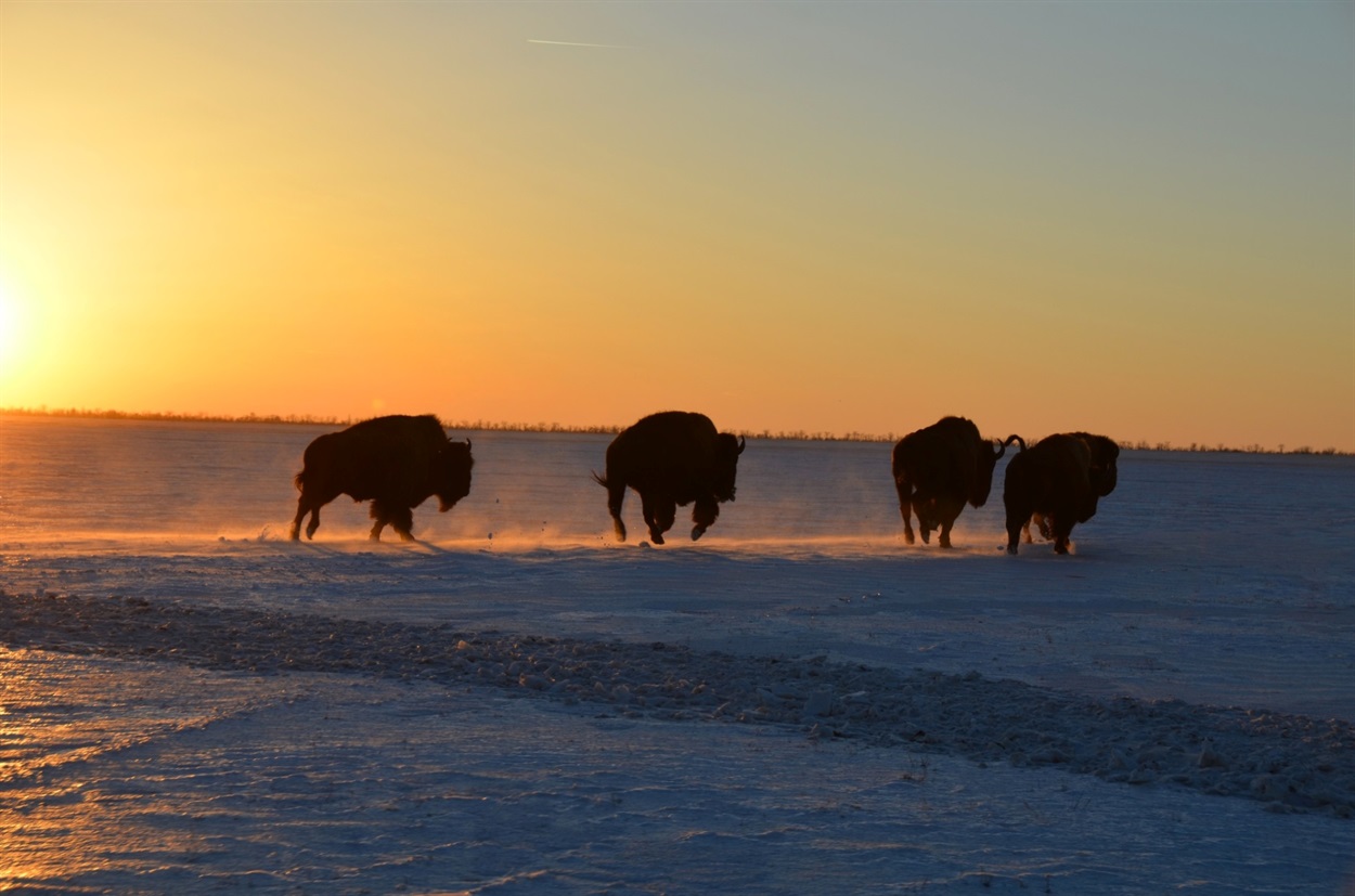 Бізони у пошуках підкормки. Віктор Гавриленко / особистий архів 