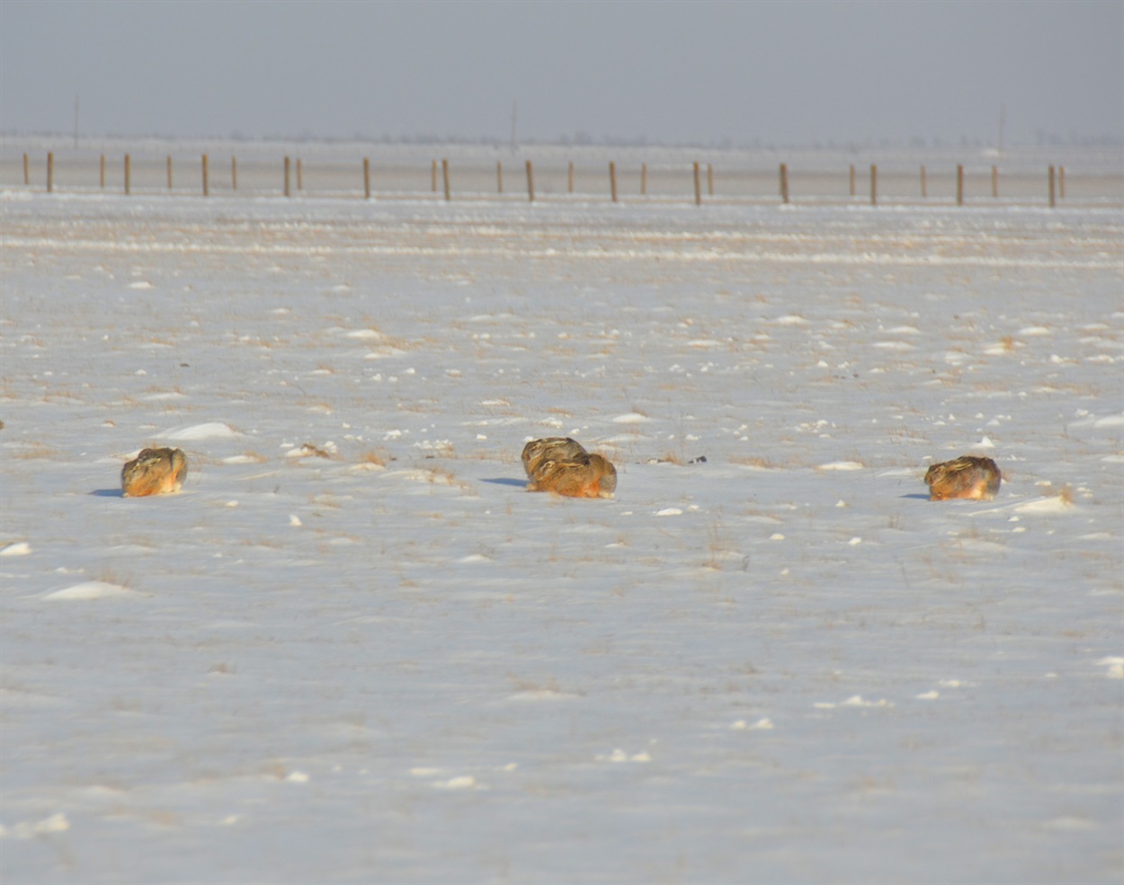 Зайці сірі в ожеледицю не змогли викопати лунку-схованку і пересиджують негоду просто на зледенілій рівнині. Віктор Гавриленко / особистий архів 