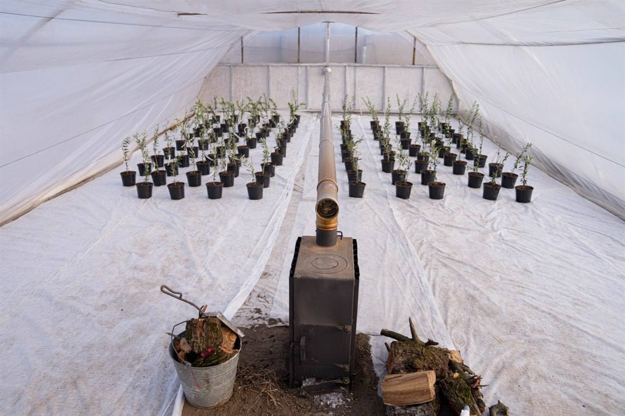 Для росту саджанців потрібен спеціальний температурний режим. Фото: Олександр Прокудін / Telegram