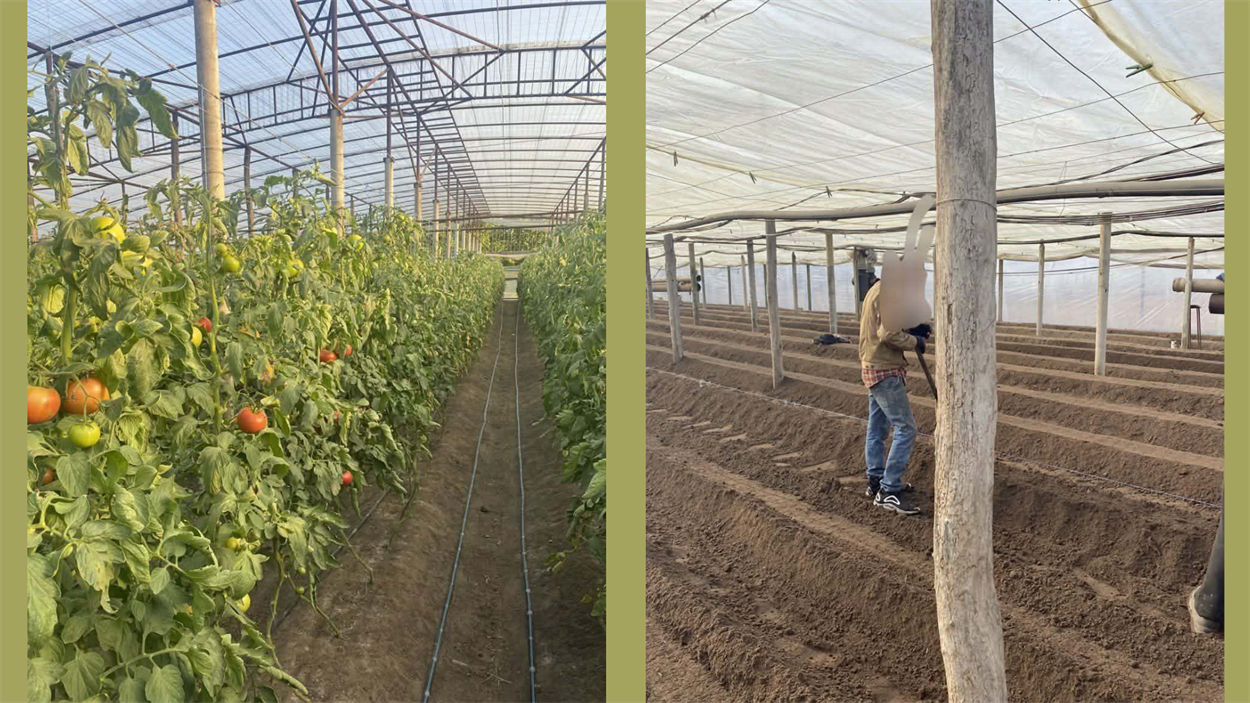 Таким було тепличне господарство родини до затоплення — основне джерело доходу та праці всієї сім’ї 