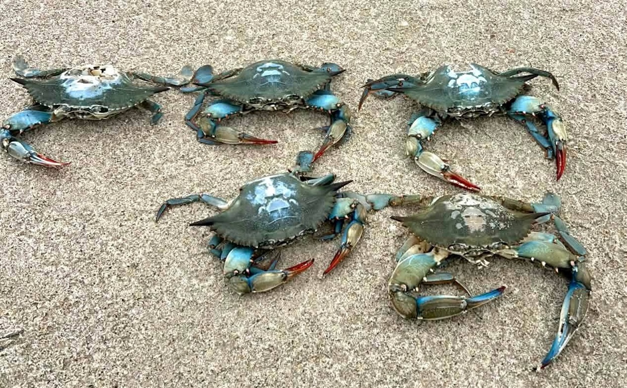 Поява цього “американського хижака” в українських водах потребує детального вивчення, адже він може стати як екологічним лихом для місцевих молюскових господарств, так і новим альтернативним ресурсом для українських рибалок. Вадим Самсон / Facebook