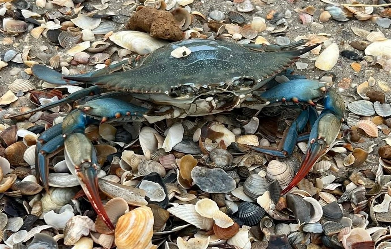 Самка блакитного краба. Фото: Ivan Rusev / Facebook