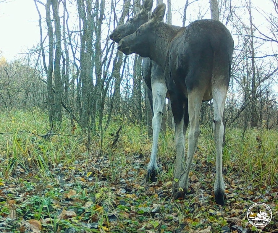 Дві голови, п’ять ніг, три вуха — той момент, коли фотопастка ловить не лосів, а головоломку.  Хейтери скажуть: “чорнобильські мутанти”?! — Ні, лише ідеальний таймінг і трохи магії перспективи. Чорнобильський радіаційно-екологічний заповідник / Facebook