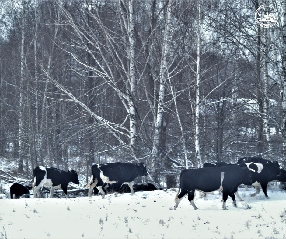 Факт здичавіння домашніх корів зафіксували у межах Чорнобильського радіаційно-екологічного біосферного заповідника. Тримали худобу самосели села Луб’янка, що входить до списку населених пунктів Зони відчуження. Чорнобильський радіаційно-екологічний заповідник / Facebook
