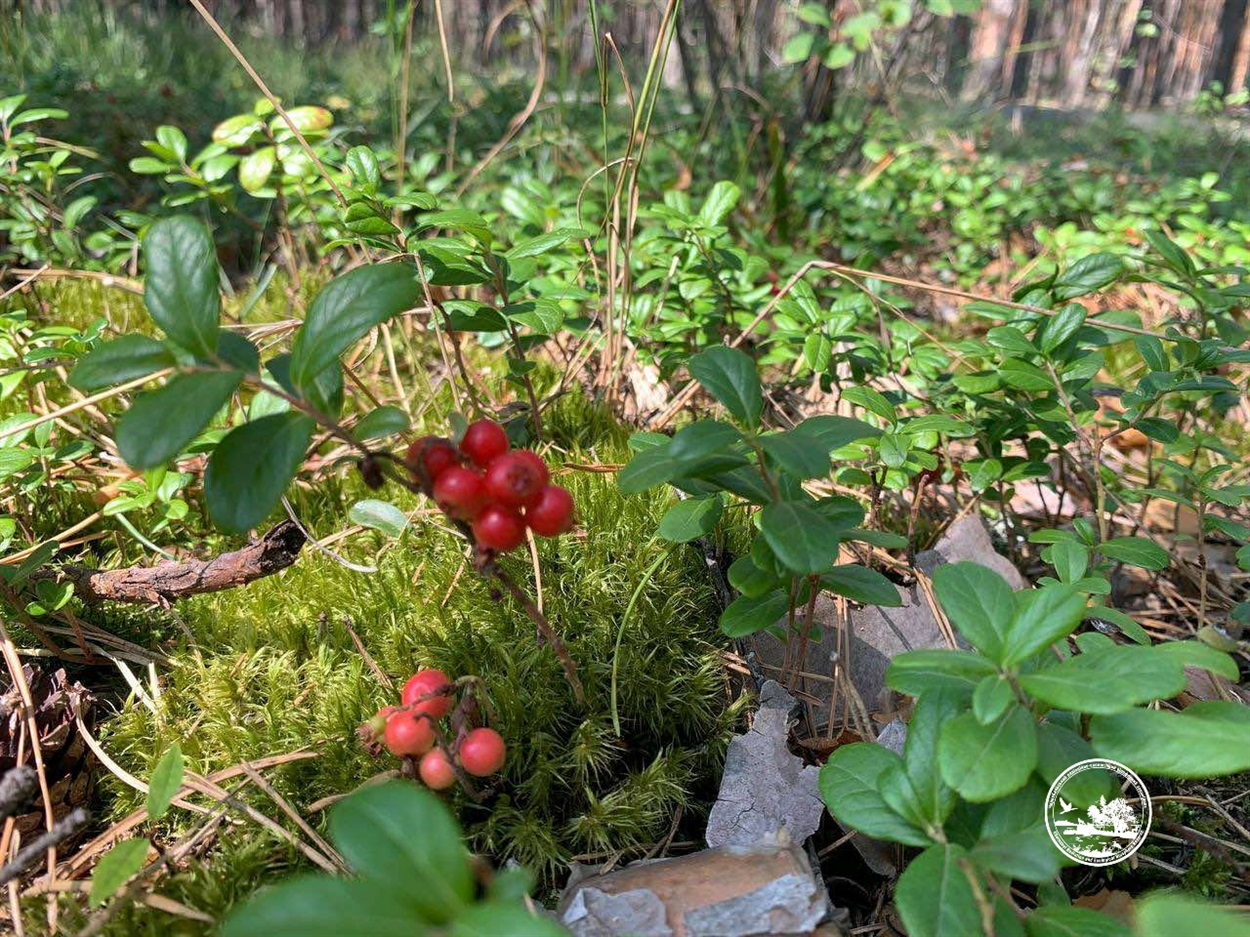 Через особливості кореневої системи ягоди здатні накопичувати значні концентрації радіонуклідів. Чорнобильський радіаційно-екологічний заповідник / Facebook