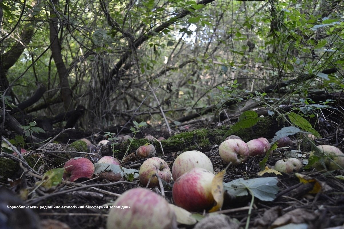 Навіть одне з’їдене яблуко з “брудної” ділянки може бути небезпечним. Чорнобильський радіаційно-екологічний заповідник / Facebook